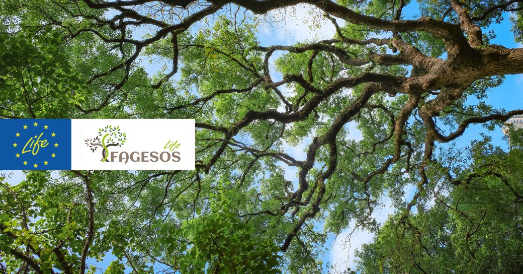 Preservation of Mediterranean Forests: the LIFE FAGESOS Project - Atens